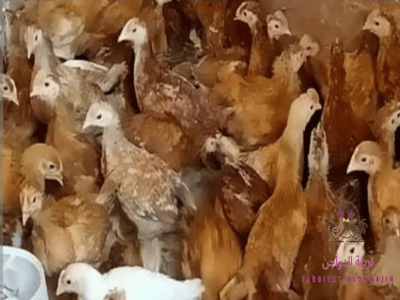 أنواع الدجاج بالصور والأسماء 