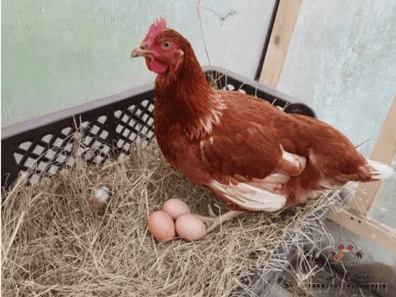أسباب قلة البيض عند الدجاج البلدي 
