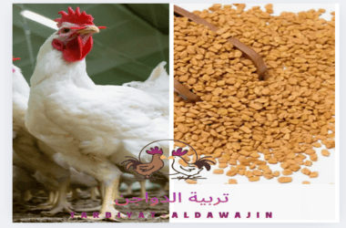 فوائد الحلبه للفراخ البيضاء