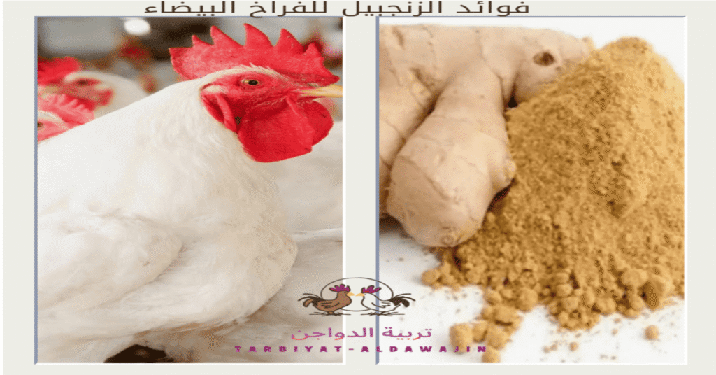 أهم فوائد الزنجبيل للدواجن – طريقة الاستخدام والجرعات في العلف والماء