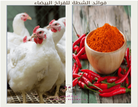 أهم فوائد الشطة للفراخ البيضاء من الناحية الصحية