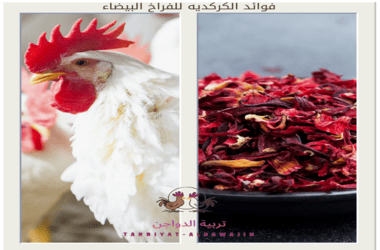 فوائد الكركديه للفراخ البيضاء