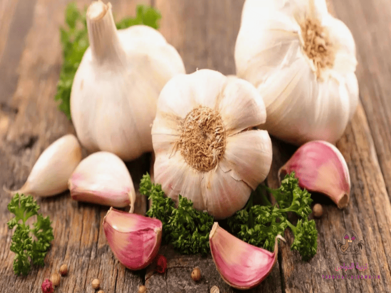 رافع مناعة طبيعى للدواجن 
