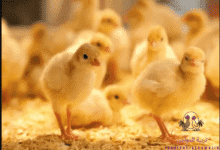 كم ياكل الكتكوت علف بادي