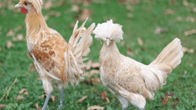 أنواع الدجاج بالصور والأسماء