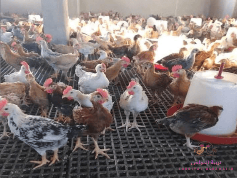 أنواع الدجاج بالصور والأسماء 