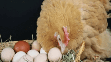 احسن الاعشاب لزيادة انتاج البيض عند الدجاج