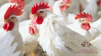أفضل شهور تربية الفراخ البيضاء