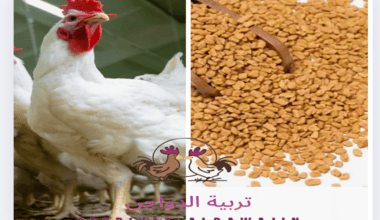 فوائد الحلبه للفراخ البيضاء