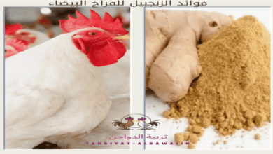 أهم فوائد الزنجبيل للدواجن – طريقة الاستخدام والجرعات في العلف والماء