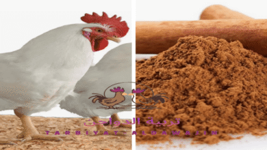 الجرعات الموصى بها لاضافة القرفة للفراخ البيضاء والفراخ البلدى
