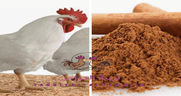 الجرعات الموصى بها لاضافة القرفة للفراخ البيضاء والفراخ البلدى
