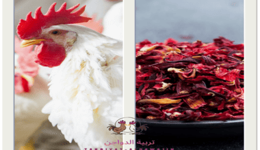 فوائد الكركديه للفراخ البيضاء