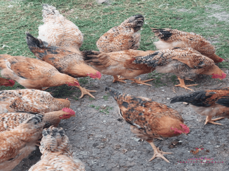 شكل الفراخ الساسو بلصور وما هى مميزات وعيوب الفراخ الساسو 