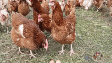 شكل الفراخ الساسو بلصور وما هى مميزات وعيوب الفراخ الساسو