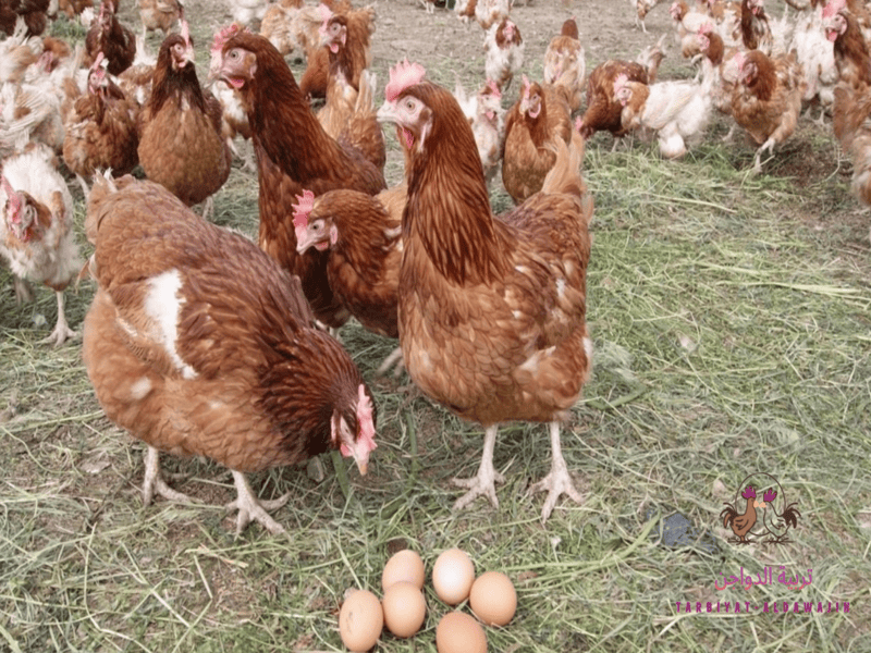 شكل الفراخ الساسو بلصور وما هى مميزات وعيوب الفراخ الساسو 