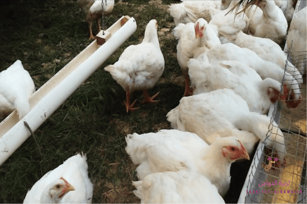 فوائد العسل الأسود للفراخ