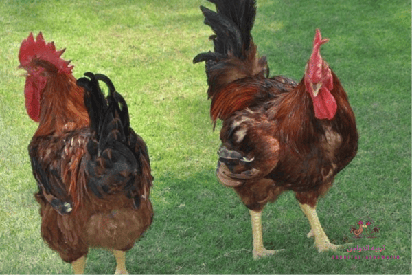 فراخ بلدى هجين