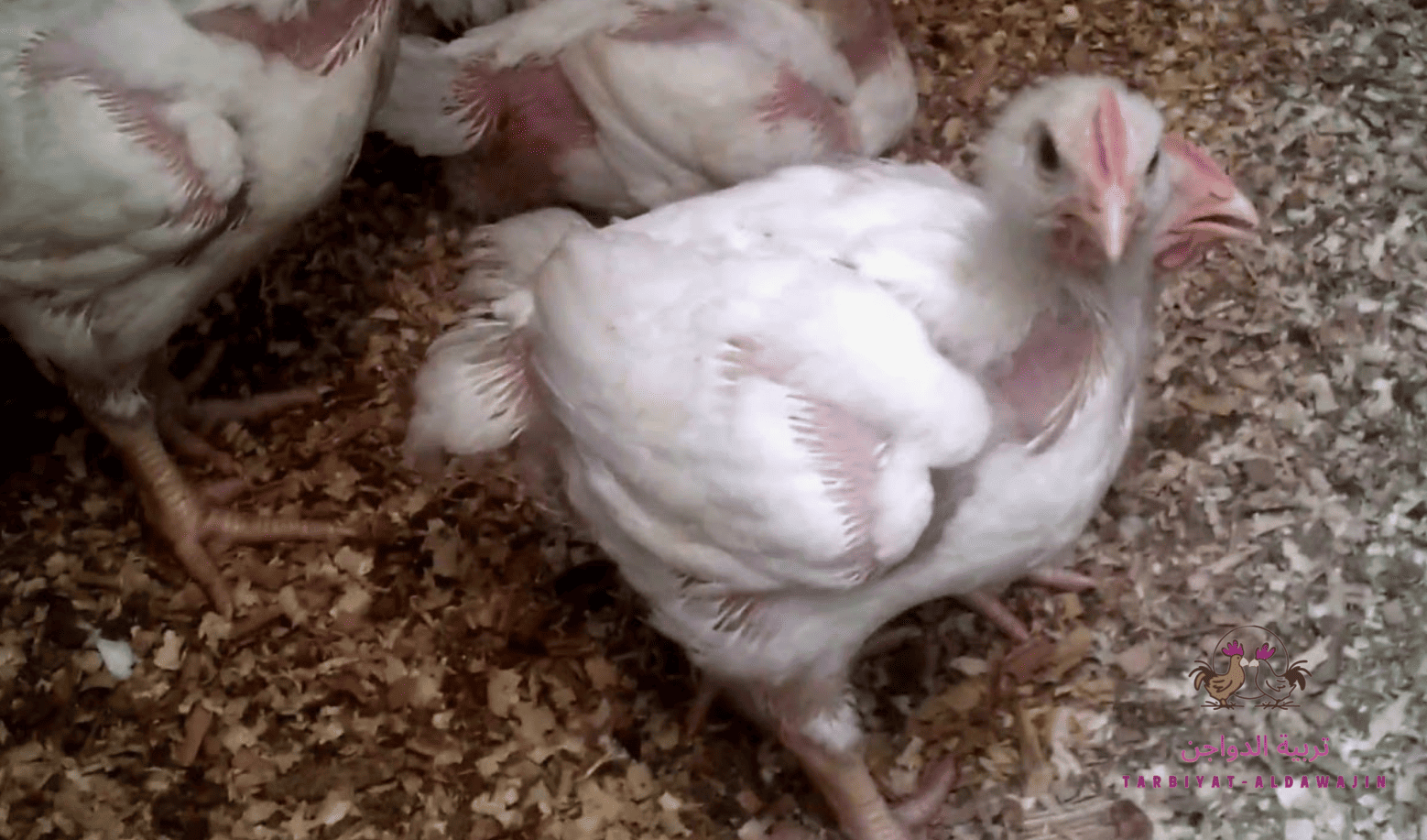 فوائد وطريقة عمل خلطة البصل والثوم والليمون والخل للدواجن 