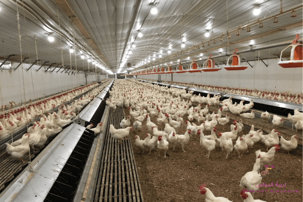 العسل والليمون للفراخ البيضاء 