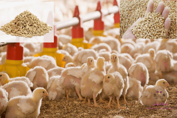 مكونات علف الدواجن 
