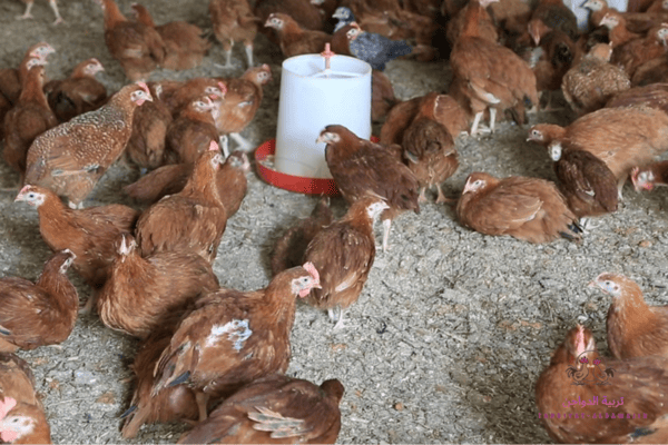 الفراخ البلدى الهجين