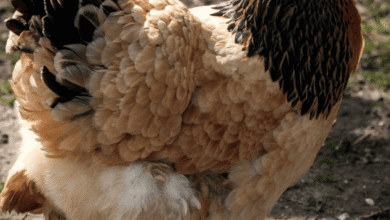 فوائد الخل للفراخ البيضاء وما هى جرعة الخل للدواجن