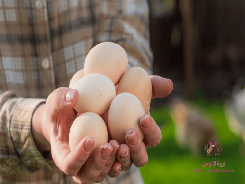 دراسة جدوي مشروع فراخ بياض