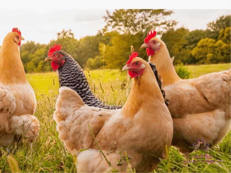 دراسة جدوى مشروع فراخ بياض 2026 بالأرقام والتكاليف والأرباح بالتفصيل 