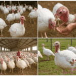 تربية الرومي الأبيض من الالف للياء