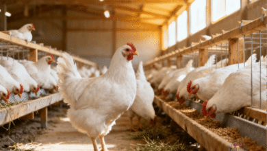 دراسة جدوى مشروع دواجن 2026 (ألانواع، التكاليف، الأرباح)