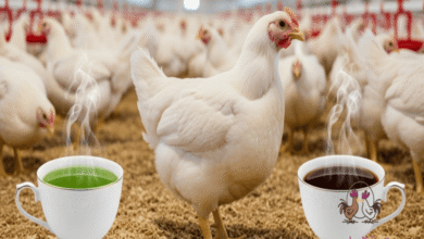 فوائد الشاي الناشف للاسهال للدواجن