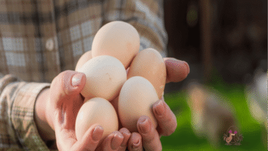 دراسة جدوي مشروع فراخ بياض