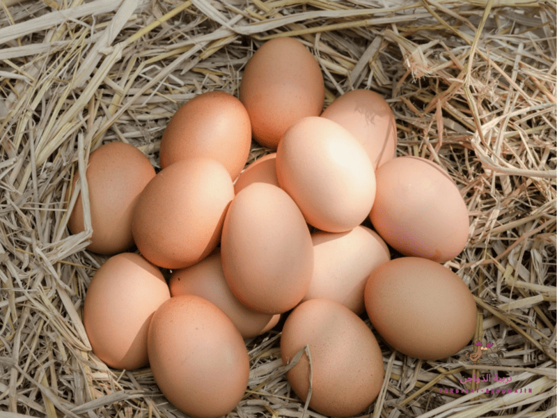 دراسة جدوى مشروع فراخ بياض 2026 بالأرقام والتكاليف والأرباح بالتفصيل 