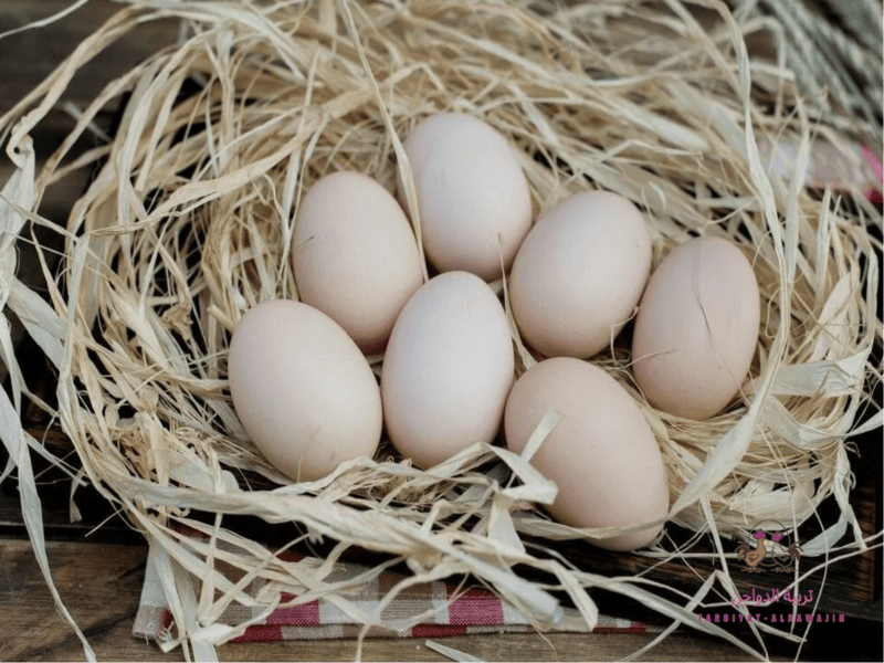 دراسة جدوى مشروع فراخ بياض 2026 بالأرقام والتكاليف والأرباح بالتفصيل 