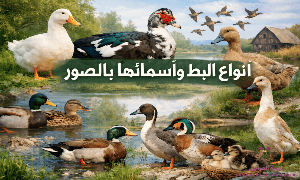 "صورة لمختلف أنواع البط في بيئة طبيعية، بما في ذلك البط الأبيض العين (White-eyed Duck)، البط البكيني، المسكوفي، البط البري والمهاجر، مع عنوان 'أنواع البط وأسمائها بالصور'، تُظهر البط في الماء وعلى اليابسة والطيور المهاجرة في السماء.