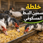 خلطة تسمين البط المسكوفي والبلدي بنتائج مجرّبة خلال 8 أسابيع