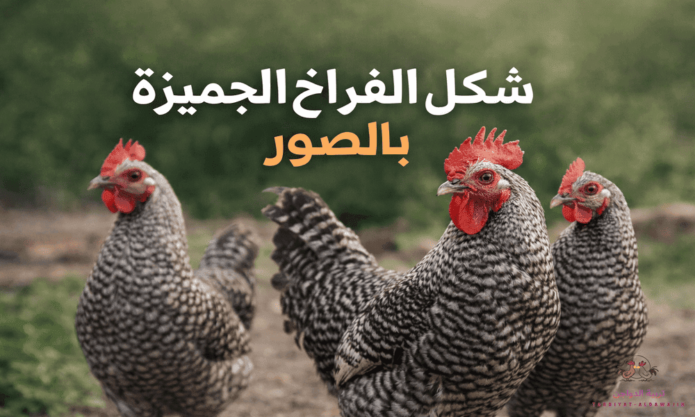 شكل الفراخ الجميزة بالصور