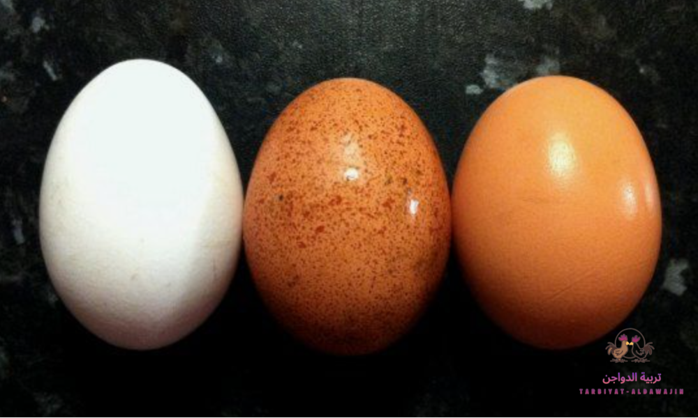 الفرق بين البيض البلدي والعادي من حيث البروتين والطعم والقيمة الغذائية