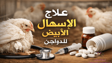 علاج الإسهال الأبيض للدواجن باستخدام الأدوية البشرية بطريقة بسيطة وفعالة.