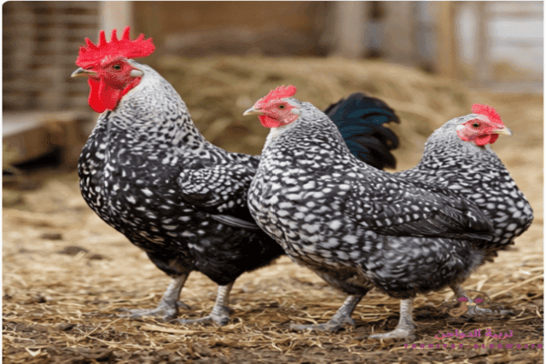 تعرف على اهم مميزات الفراخ الجميزة