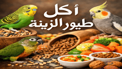 اكل طيور الزينة