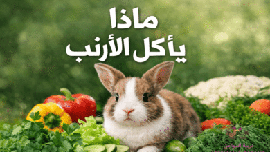 ماذا ياكل الارنب