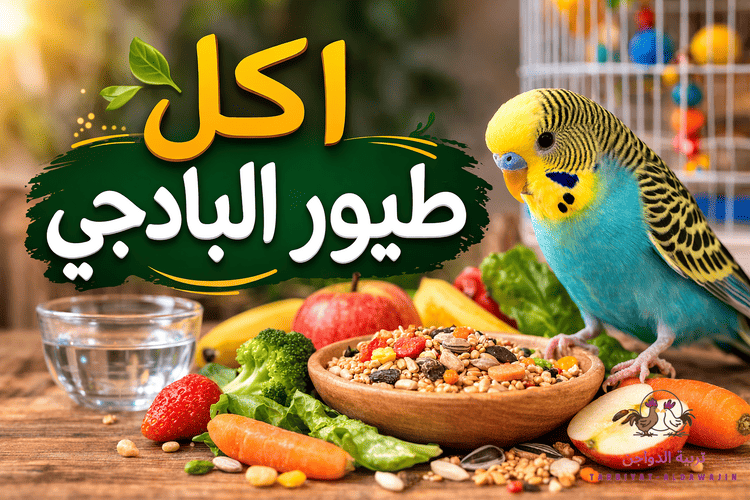أفضل أطعمة طيور البادجي وفواكه وخضروات تحافظ على نشاطها