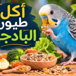 أكل طيور البادجي: وما هي الأطعمة التي يُنصح بها والممنوعة
